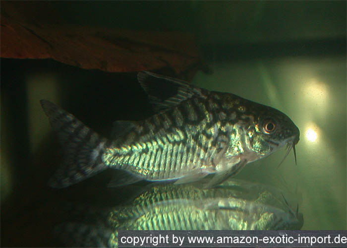 Corydoras reticulatus